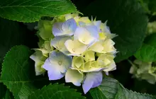 Gallery tust 2 hydrangeas__copy__copy