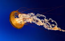 Gallery tust 8 jellyfish__copy